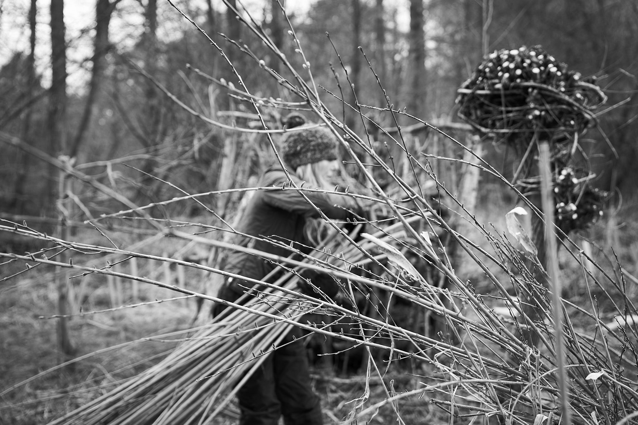 Cutting willow
