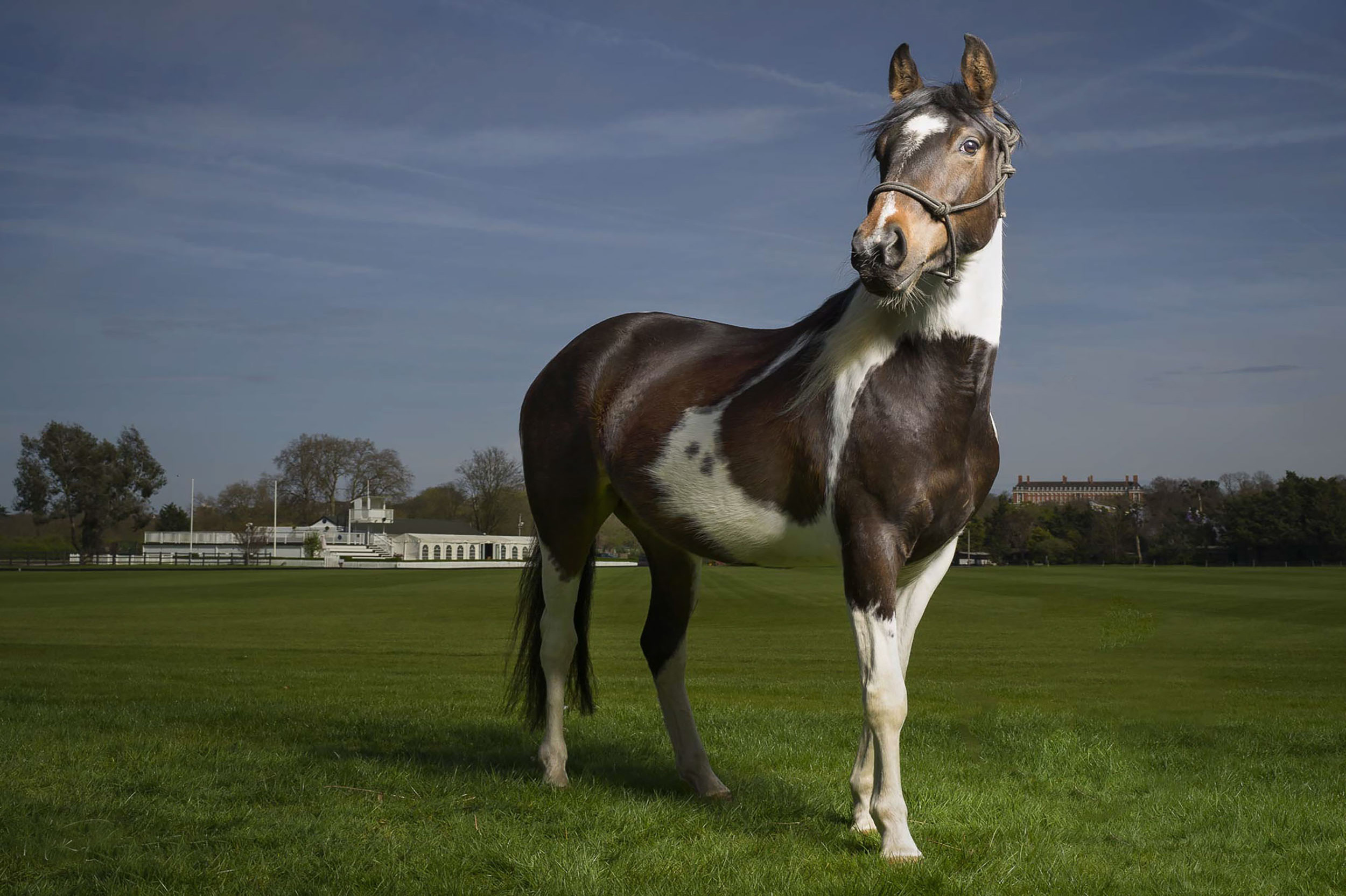 Equine Photographer Polo Pony
