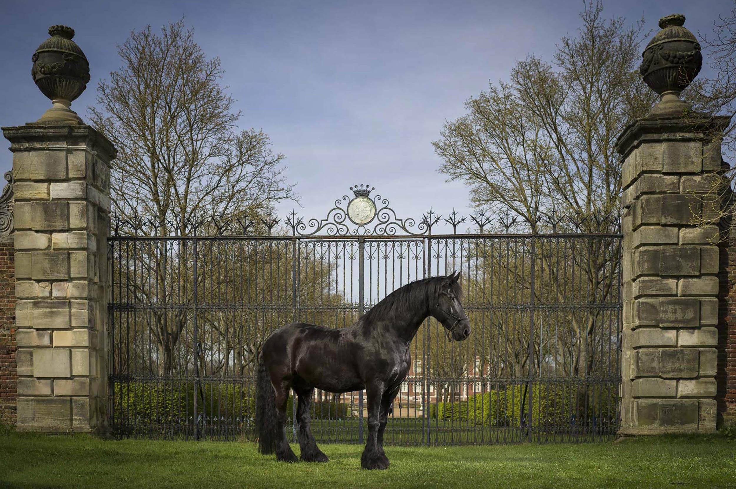 Equine Photographer Friesian Horse