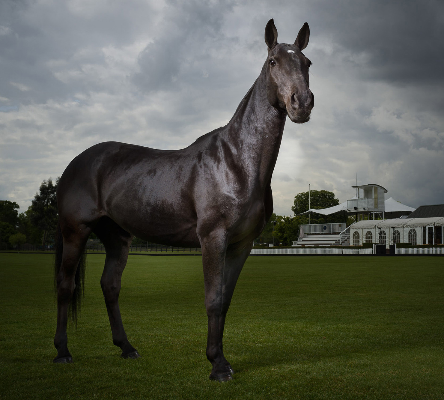 Equine-Photographer-Polo Pony, Ham Polo Club London