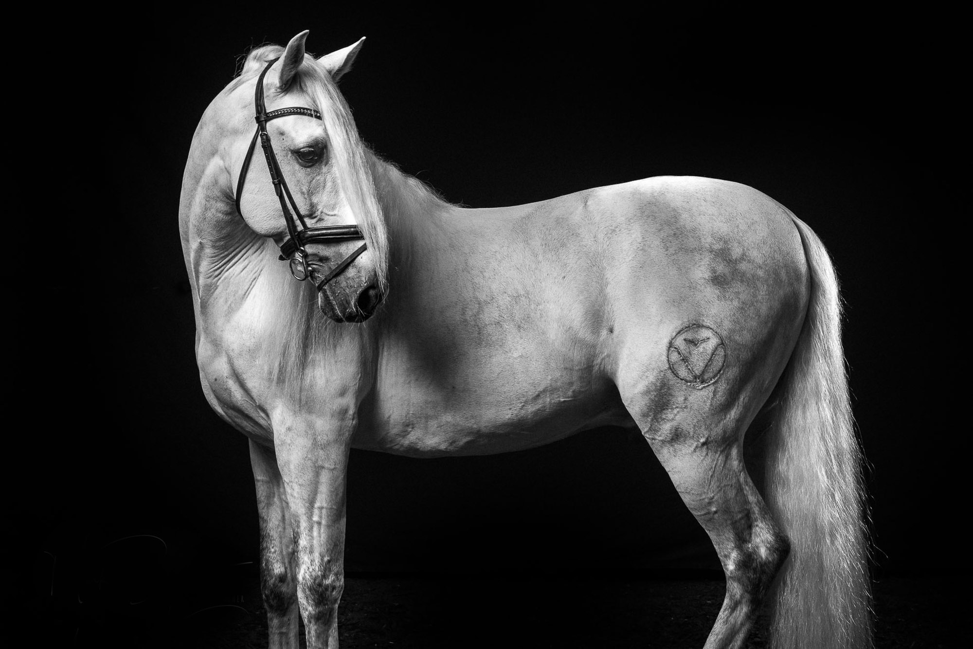 Equine Photographer Andalusian Stallion