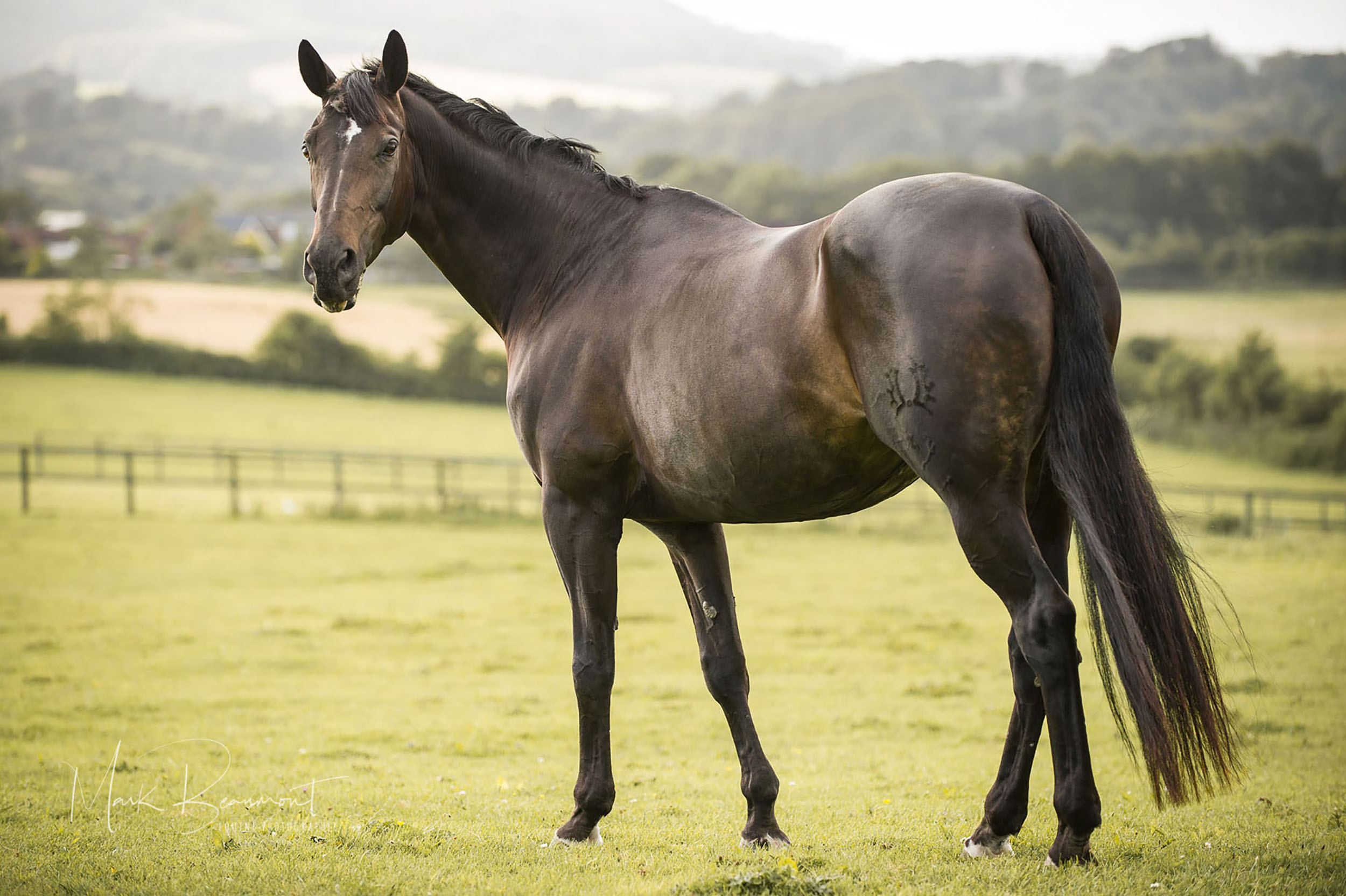 Trakehner horse, West Sussex