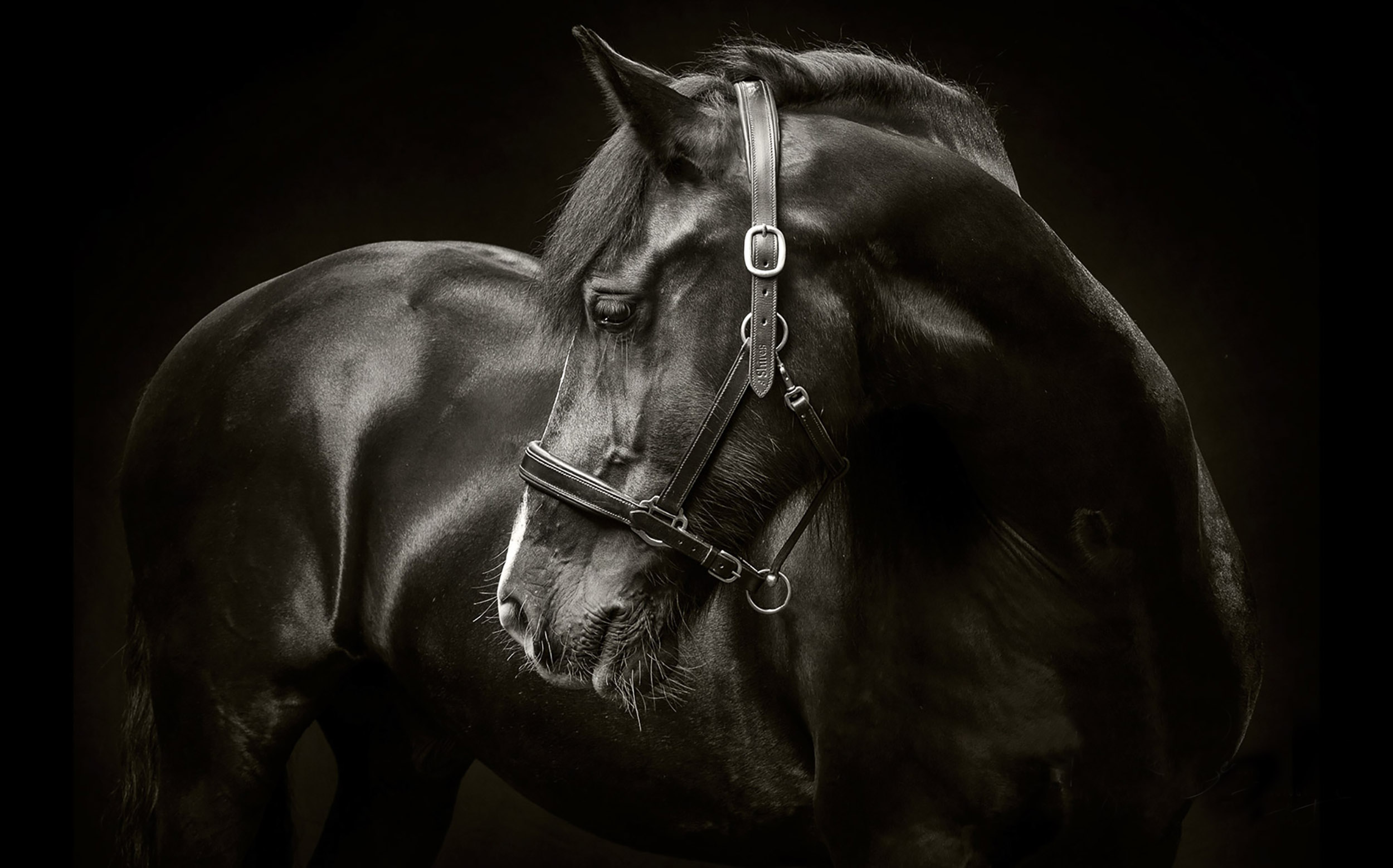 Equine Photographer studio Portrait