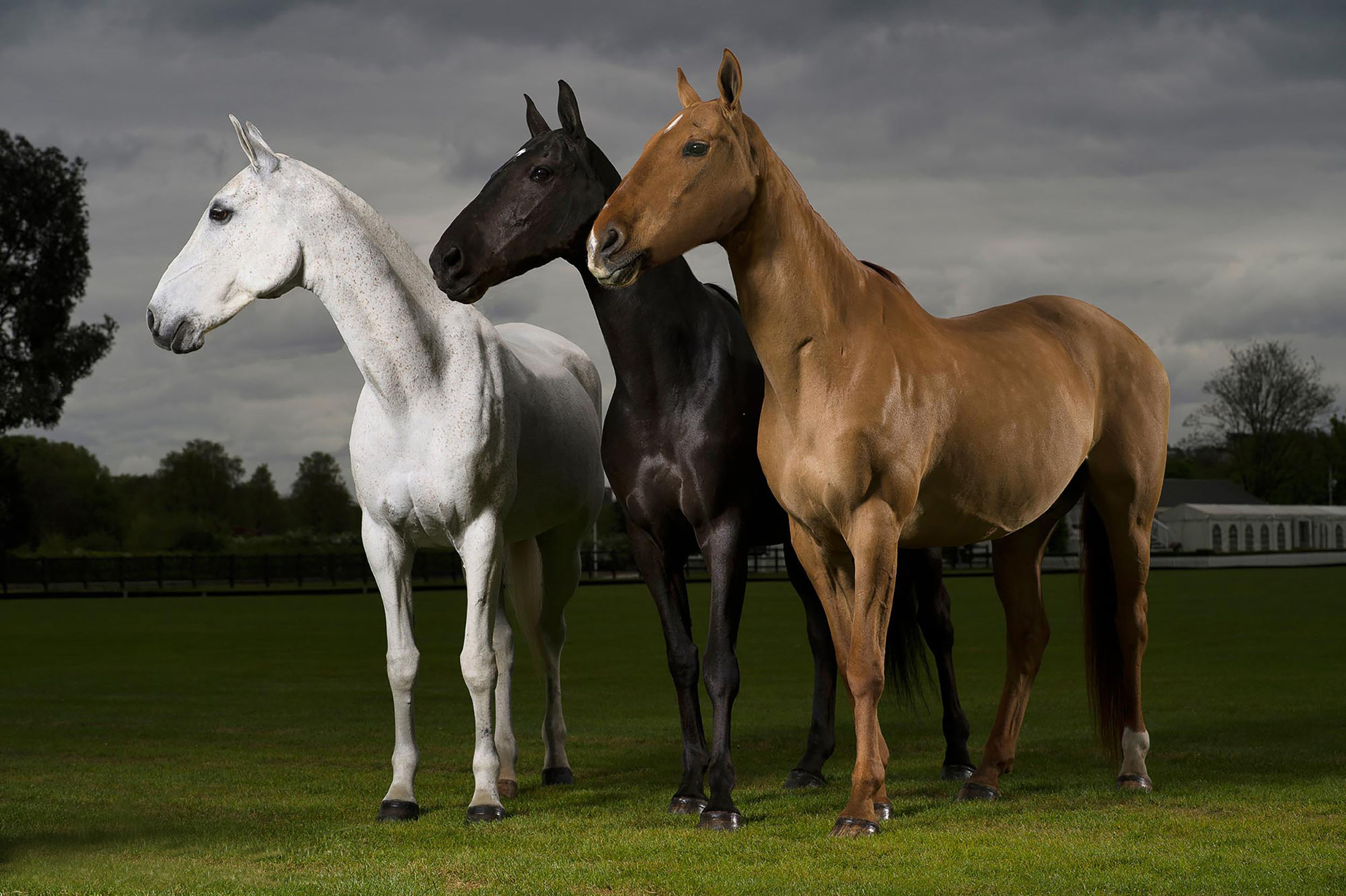 Equine Photographer Polo Ponies Portrait