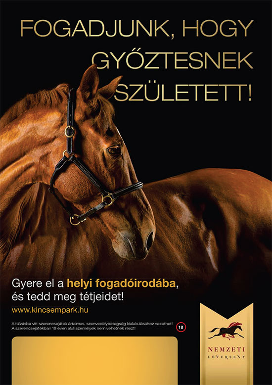 Advertising Equine Photographer